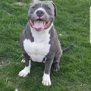 Meet your Posher, Bobby